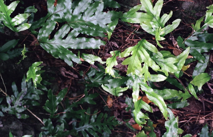 woods floor leaf plant fern