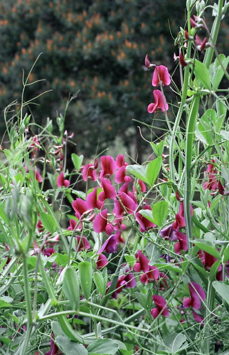  plant sweet pea