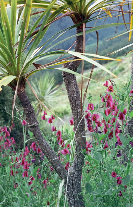  plant cabbage tree plant sweet pea