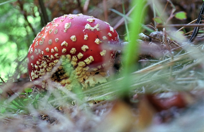 woods floor fungus