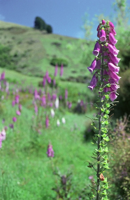 field plant foxglove