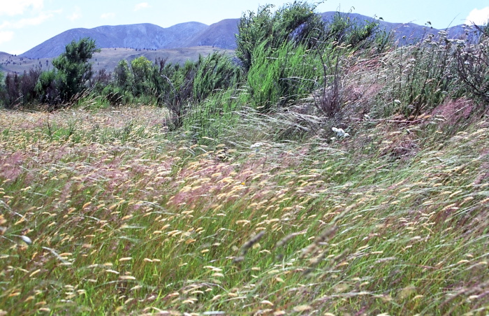 mountain field plant grass