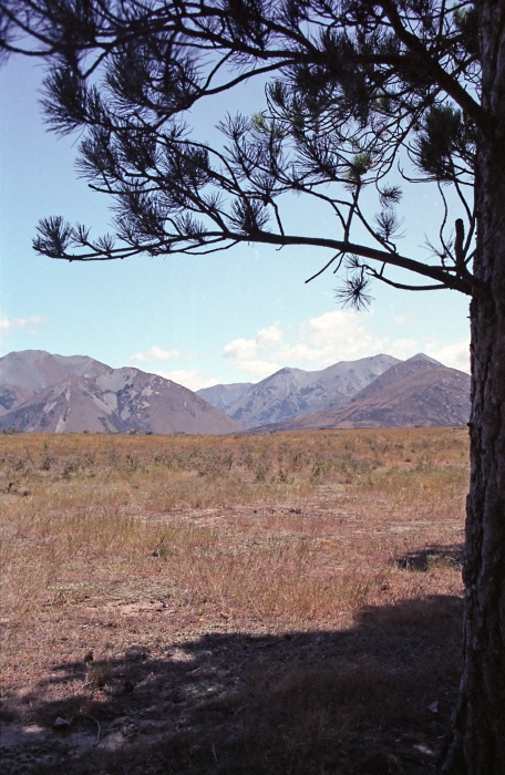 mountain field plant pine