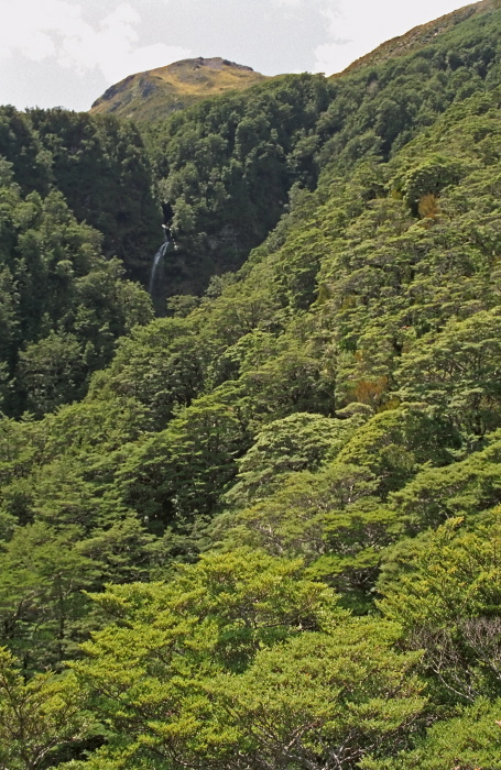 woods mountain waterfall