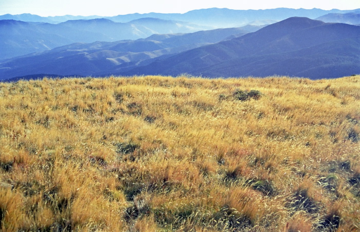 mountain field