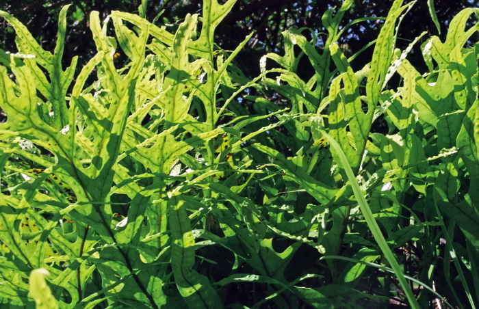  leaf plant fern