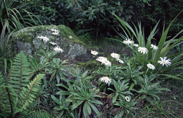 garden flower leaf plant daisy