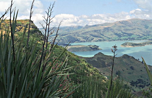 sea mountain plant phormium (flax)