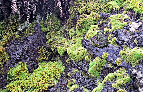 rock garden plant moss