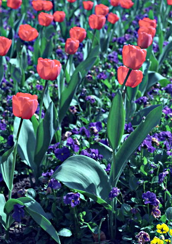 garden flower plant tulip