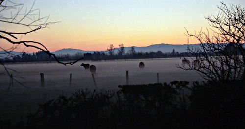 clouds sunset field artifact animal cattle cow