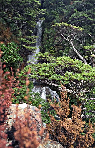 woods waterfall mountain