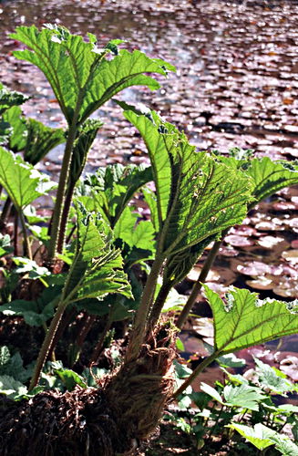 river leaf plant waterplant