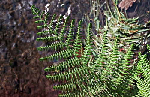 garden plant fern