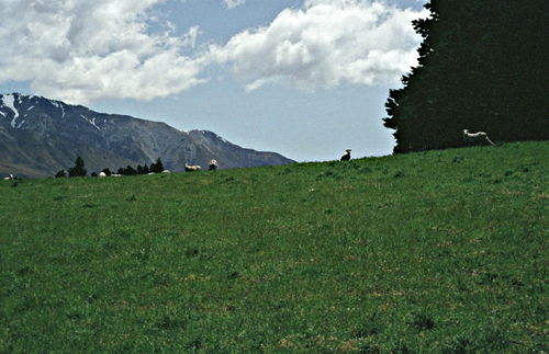 mountain field animal sheep
