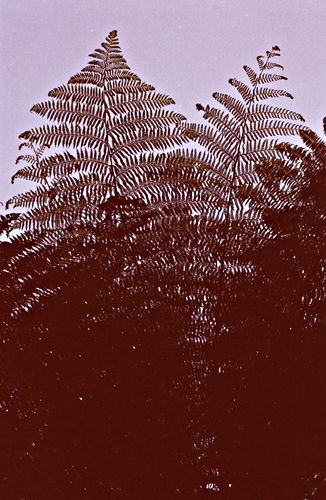 field plant fern