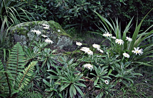 garden flower leaf plant daisy