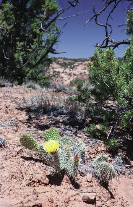 desert flower plant cactus prickly pear (opuntia)