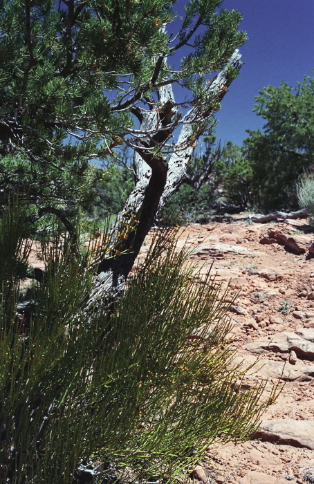 desert plant ephedra (mormon tea) plant pine