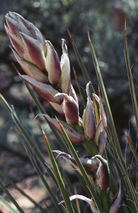  bud plant cactus yucca