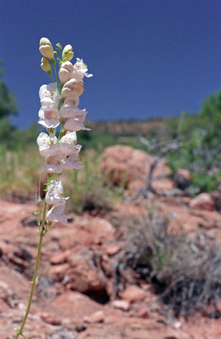  flower plant penstemon