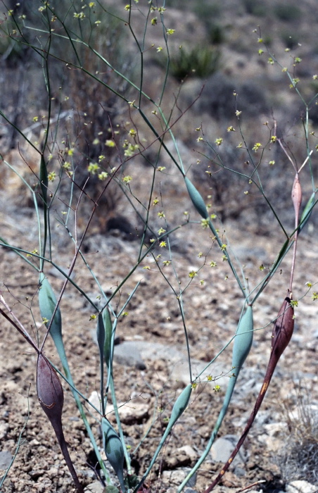  flower plant eriogonum eriogonum inflatum (desert trumpet)