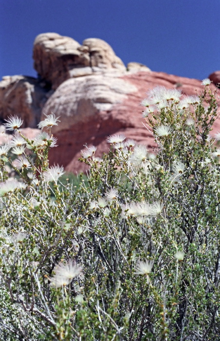  plant fallugia (apache plume)