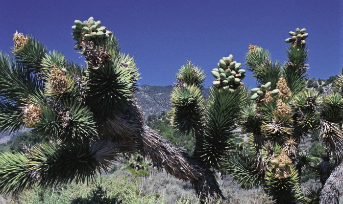  seed pod plant cactus yucca