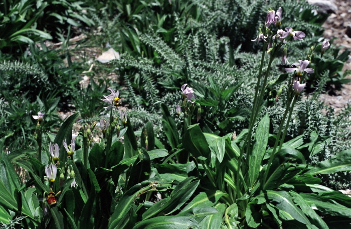  flower plant shooting star