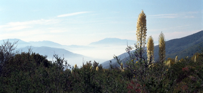  flower plant cactus yucca