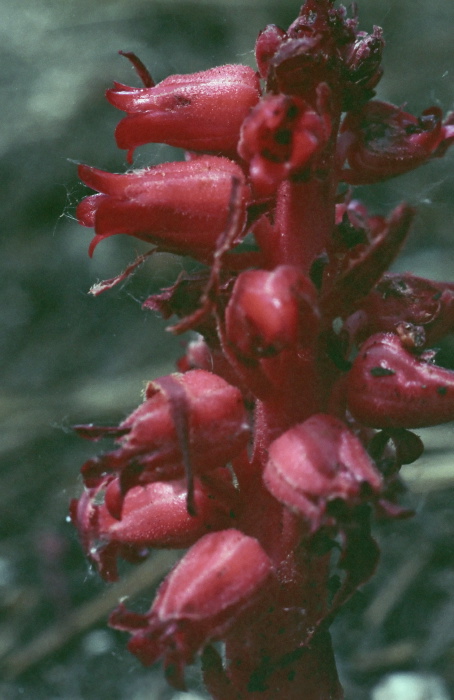  flower plant snow plant