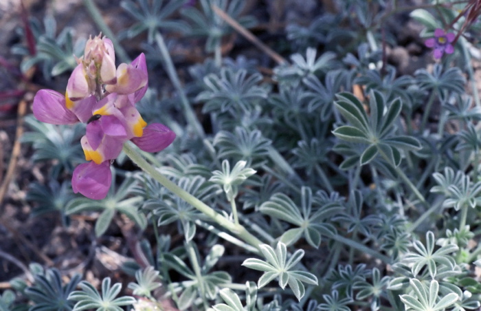  flower leaf plant lupine