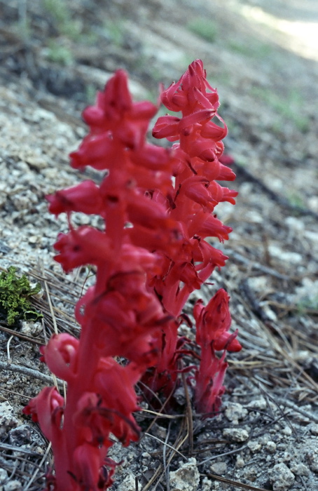 woods floor flower plant snow plant