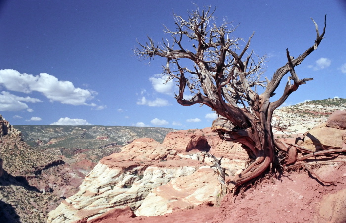 rock erosion plant pine