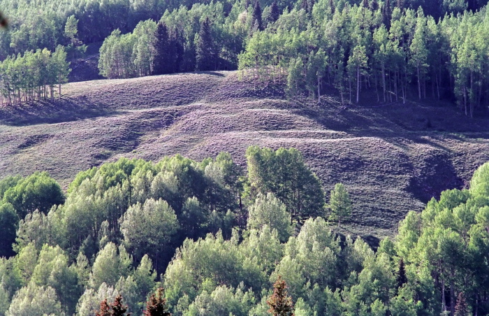 woods plant aspen