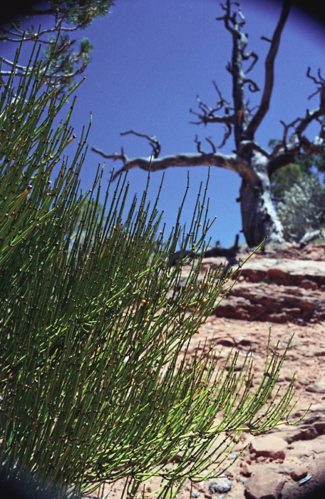 desert plant ephedra (mormon tea)