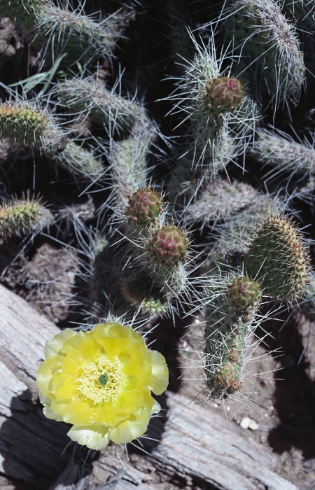  flower plant cactus