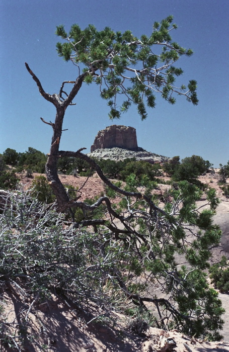 rock desert erosion plant pine