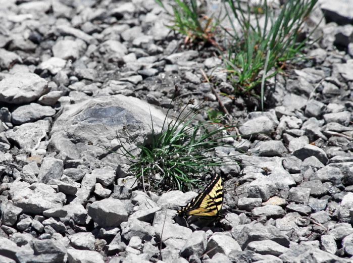  insect butterfly