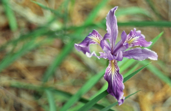  flower plant iris