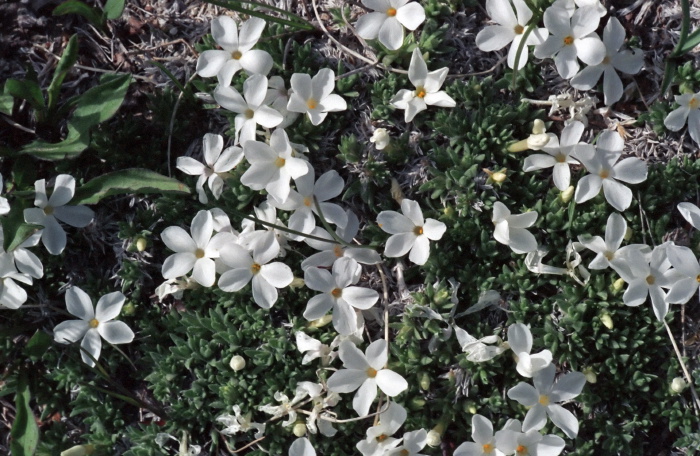  flower plant cryptantha (oreocarya)