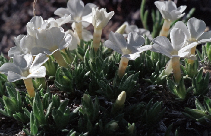  flower plant cryptantha (oreocarya)