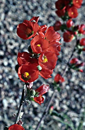  flower plant quince