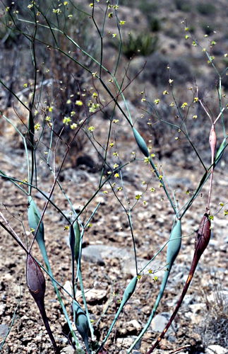  flower plant eriogonum eriogonum inflatum (desert trumpet)
