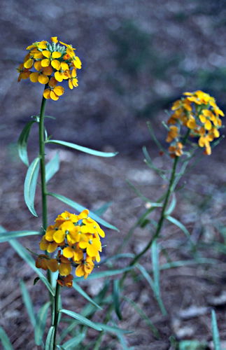  flower plant mustard
