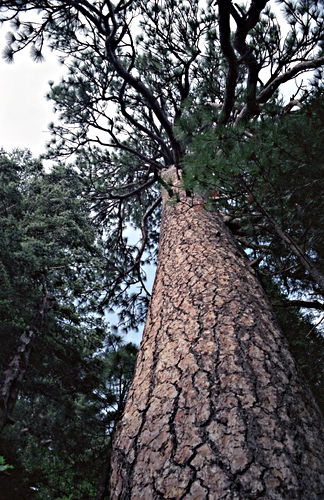  bark branches plant pine