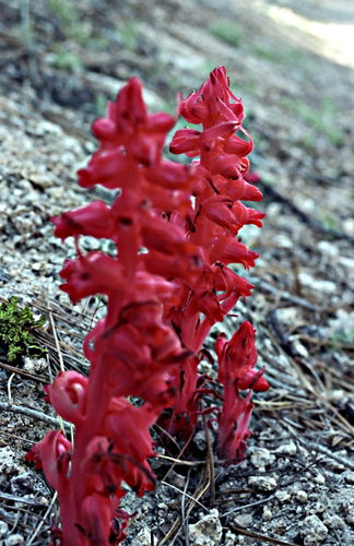 woods floor flower plant snow plant