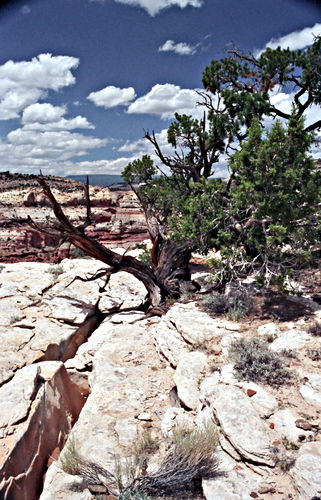 rock erosion desert plant pine