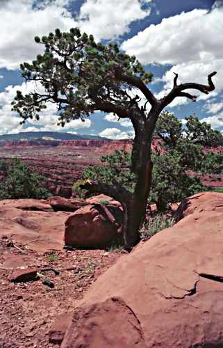 rock erosion desert clouds plant pine