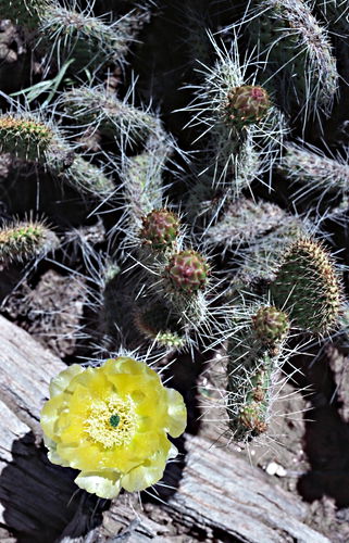  flower plant cactus